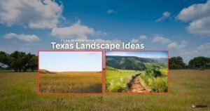 7 Low Maintenance Texas Landscape Ideas
